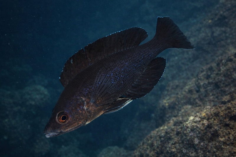 Cyprichromis microlepidotus 'Kiriza'